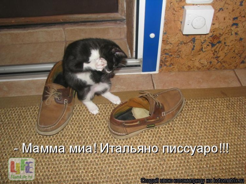 50 лучших котоматриц этой недели. Юмор.